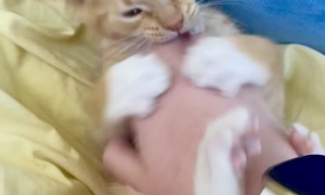 Silly Kitten Playtime