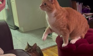 Orange Cat Catches Treat