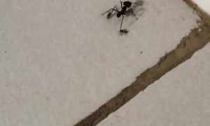 An Ant Wearing Ant Boots