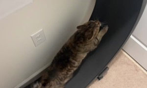 Cat Needs Moral Support