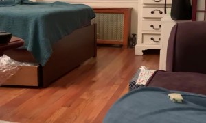 Cat Slips and Falls During Zoomies