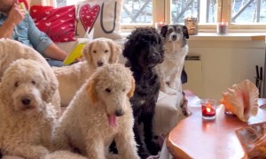 Coming Home to a Big Furry Family