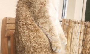 Curious Cat Stands and Stares