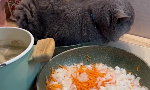 Cat Gets Cozy in Frying Pan