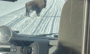 Bison Throws A Tantrum