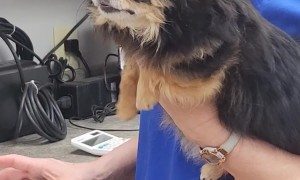 Chihuahua Lost In The Sauce At The Vet