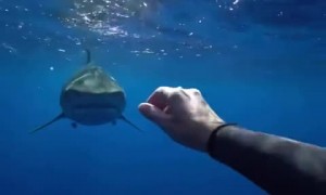 Sharks have natural instincts and splashing, panicking, and swimming away