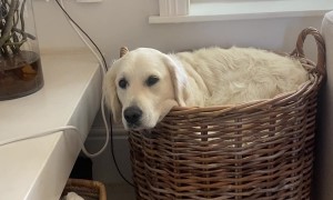 Golden Retriever Says "If I Fits, I Sits"