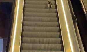 Tired Kitty Goes Wrong Way on Escalator