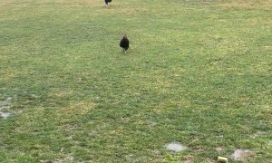 Farm Animal Meeting Could Have Been an Email