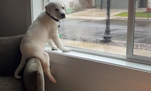 Lab Puppy Perches On Armchair In Window