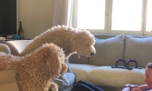 Smoochy Sit-Ups With Pawsonal Trainers