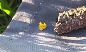 Ladybug Lays Her Eggs