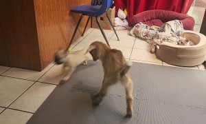 Baby Goat and Frenchie Puppy Turn the Cute Up to 11