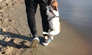Dog Won't Let Go Of Stick
