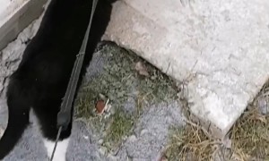 Leashed Cat Has Slippery Walk