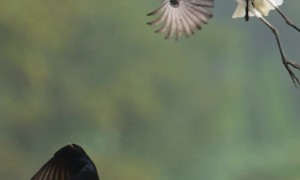 Birds Gang Up On Bigger Bird