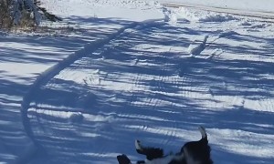 Dog Thoroughly Enjoys the Snow