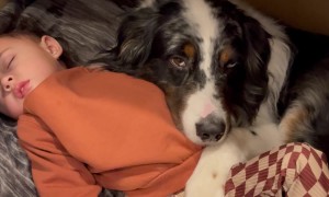 The Cutest Cuddle Cubby