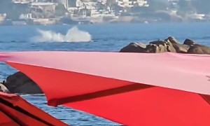 A Whale In The Distance