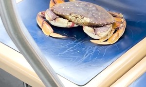 Crab Rides Public Transit in Chicago