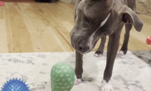 Cactus Toy Unleashes Pittie's Inner Howl