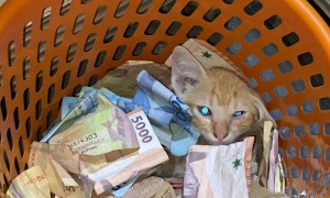 Cat Cuddles in Basket Full of Cash