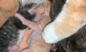 Newborn Kitten Living Up To Orange Cat Status