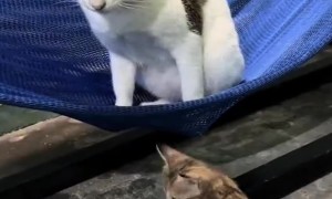 Kitten Rocks Cat To Sleep In Hammock