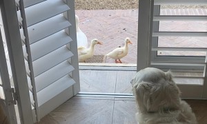 World's Worst Guard Dog