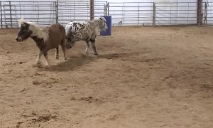 Ponies Have An Argument