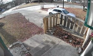 Dog Launches Himself At Passing Car