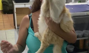 Cat Claps Along To Birthday Song