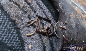 Leeches Cling To Hikers
