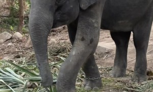Elephant Reminds Woman Of Its Strength