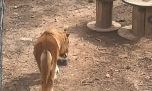 Girl Shares Hair Tie With Pony