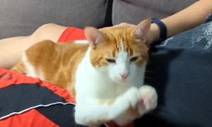 Kitty Prays For Kisses