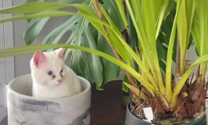 Cat Sprouts From Plant Pot