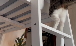Recovering Three Legged Cat Climbs Bed Ladder After Surgery