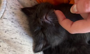 Sweet Tiny Cat Sleeps To Gentle Pets