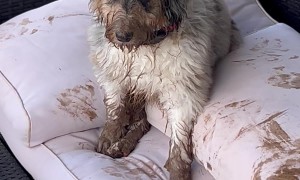 Dasher The Dog Makes Muddy Mess Of Backyard