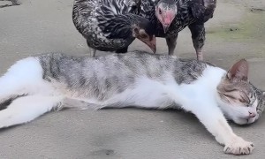 Cat Just Wants To Sleep