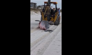 14-Foot Pregnant Great White Shark Washes Up On Florida Beach