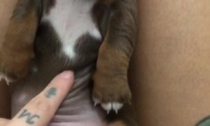 Petting A Sausage Puppy Tummy