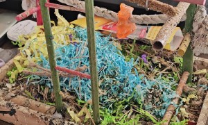 Cheeky Bird Plays With Pencil