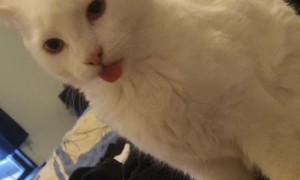 Cat Has A Malfunction