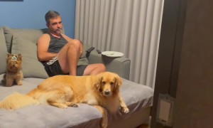 My Golden Retriever Needs Therapy