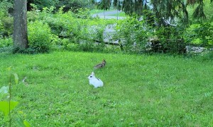 Pet Rabbit Meets Wild Rabbit