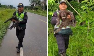 Police rescue sloth from a road in Peru