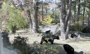 Two Playful Bear Cubs Having Fun in a Hammock